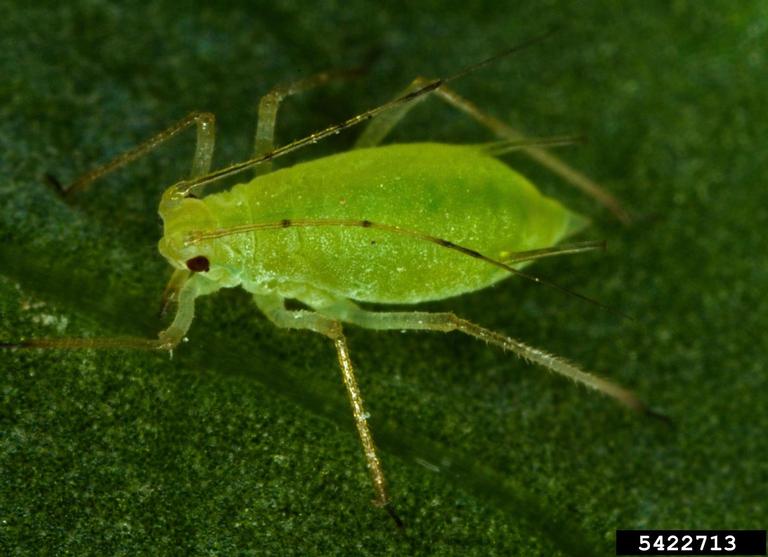 Macro image of a peach aphid showing its detailed body and color.