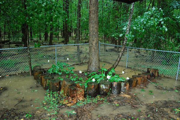 Residential yard with a chain-link fence and decorative tree border, fully surrounded by floodwater with the forest edge visible in the background.