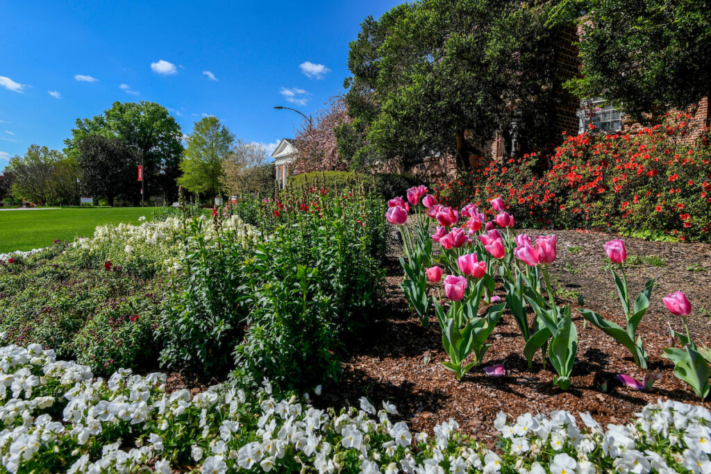 Pink tulips blooming in landscaped flower beds at NC State University with other colorful spring flowers.