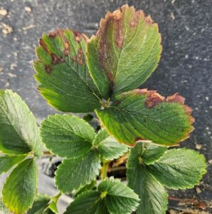 Strawberry leaves with redding and spots caused by neop