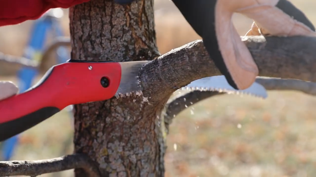 Close-up of a gloved hand holding a tree limb while a pruning saw cuts through it, demonstrating winter pruning techniques.